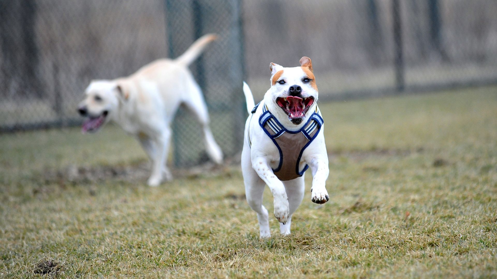 White dog with brown spotted ears running with tongue out