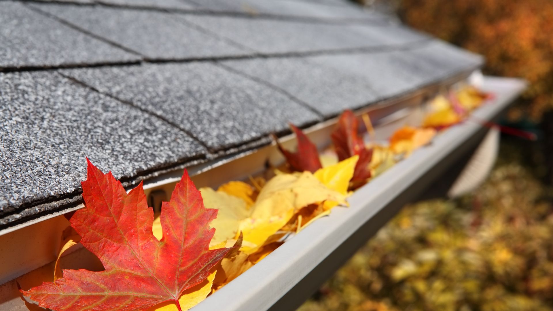 A close up of a rain gutter filled with fall leaves.